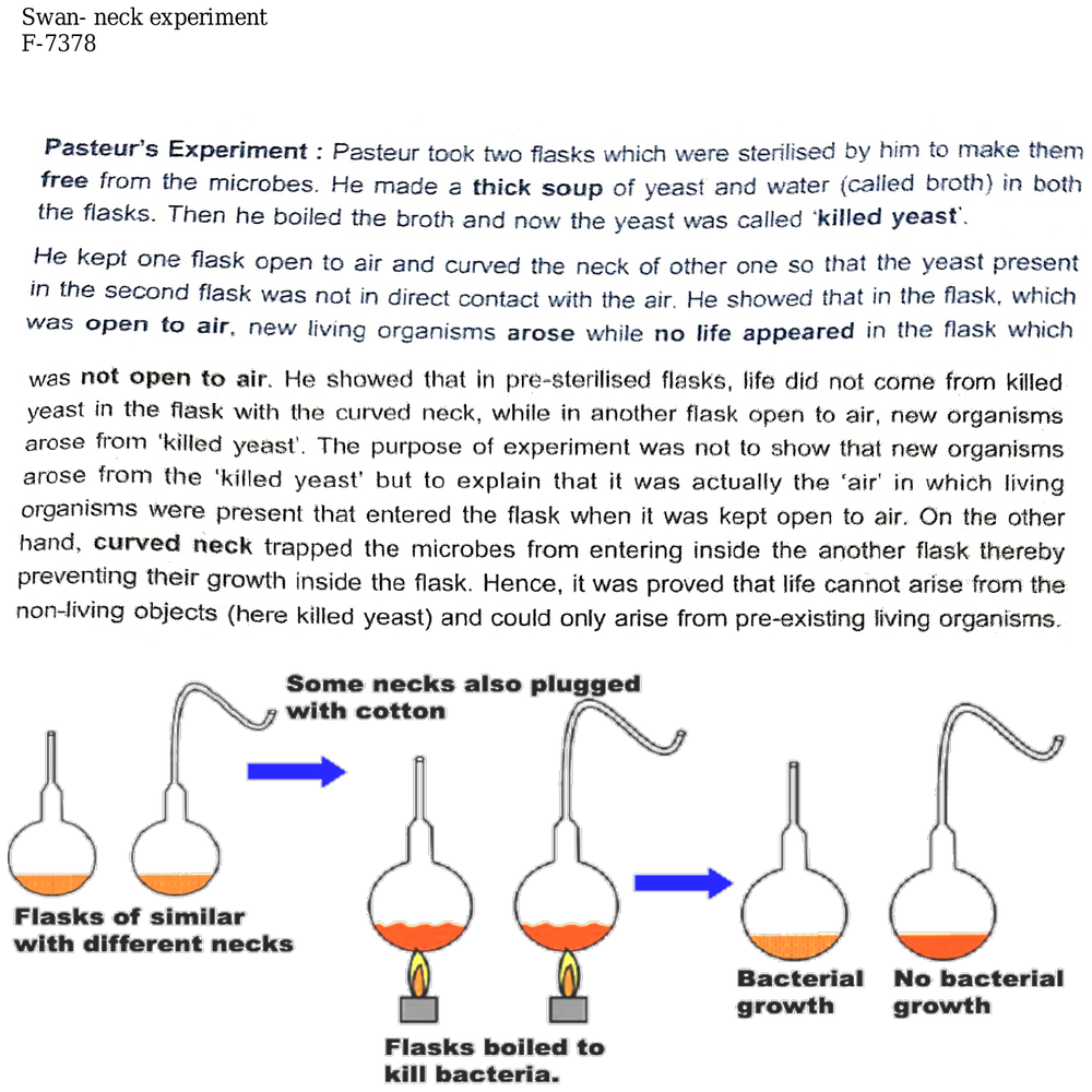 swan neck flask experiment