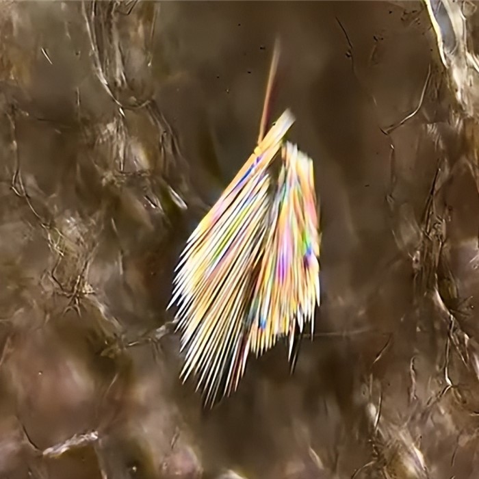 pineapple under microscope