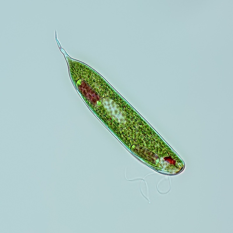 Euglena under microscope