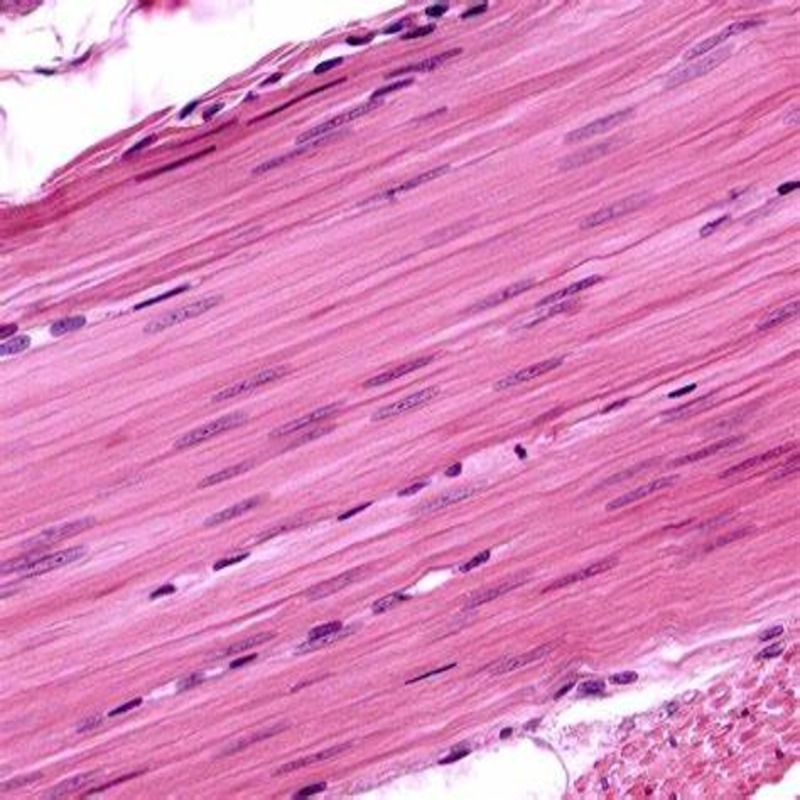 Smooth muscle under microscope