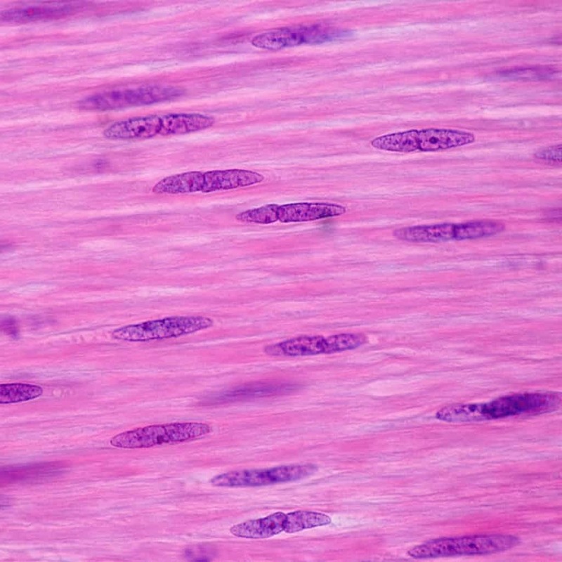 Smooth muscle under microscope