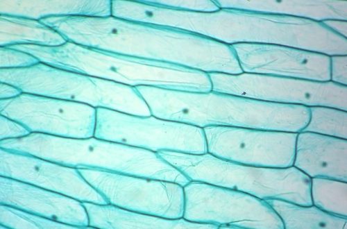 Plant cell under a microscope