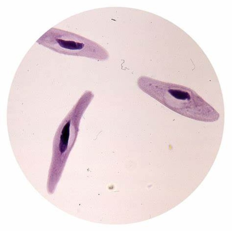 Paramecium under microscope