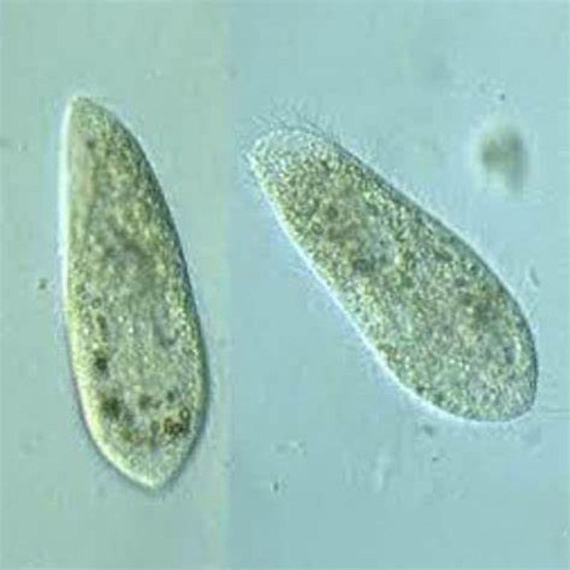 Paramecium under microscope