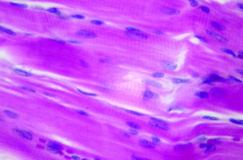 Skeletal muscle under the microscope