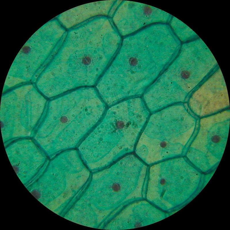 Plant cell under a microscope