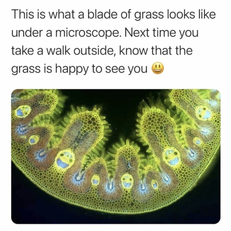 Grass under the microscope