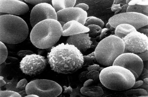 White blood cells under microscope