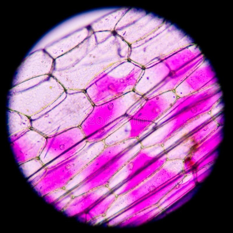 Plant cell under a microscope