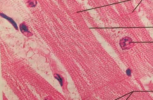 Cardiac muscle under microscope