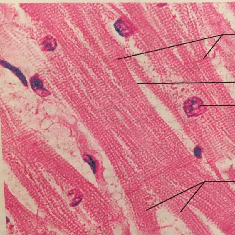 Cardiac muscle under microscope