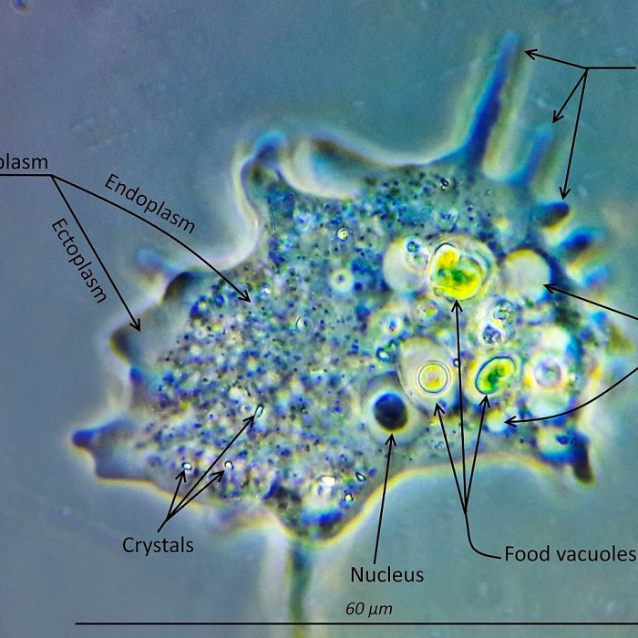 amoeba under microscope