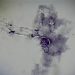 amoeba under microscope