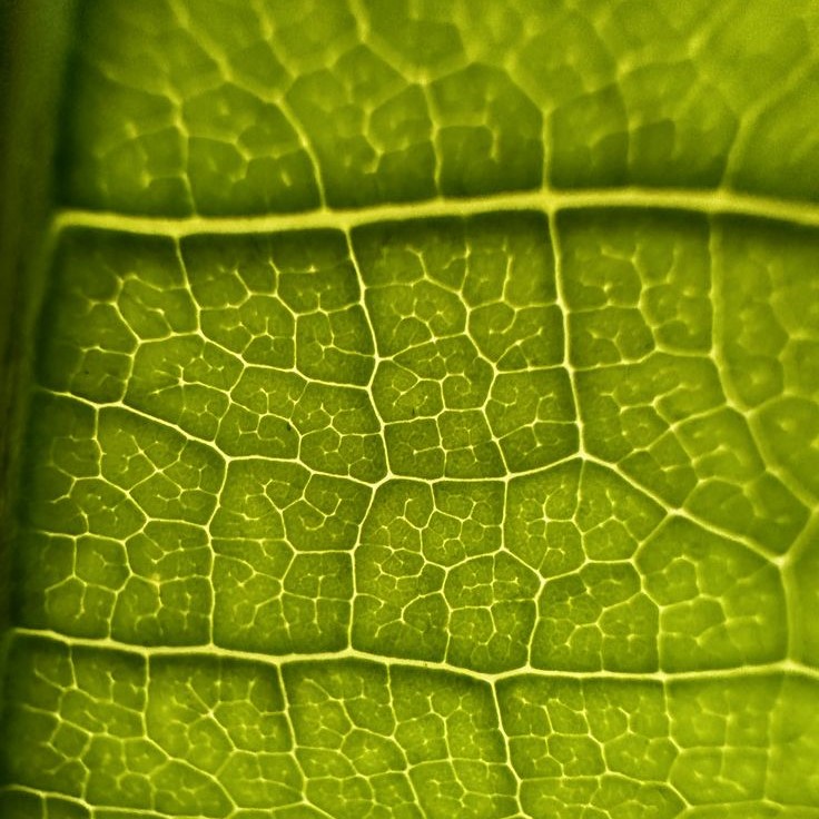 cannabis under microscope