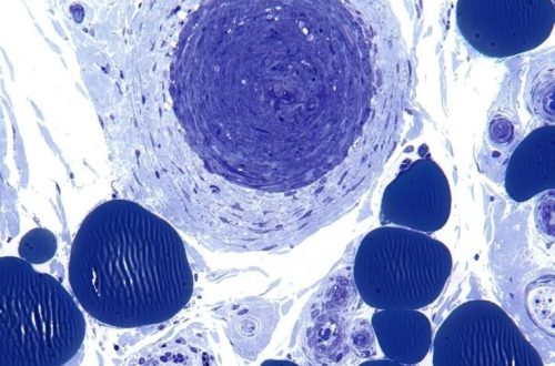 animal cell under microscope