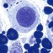 animal cell under microscope