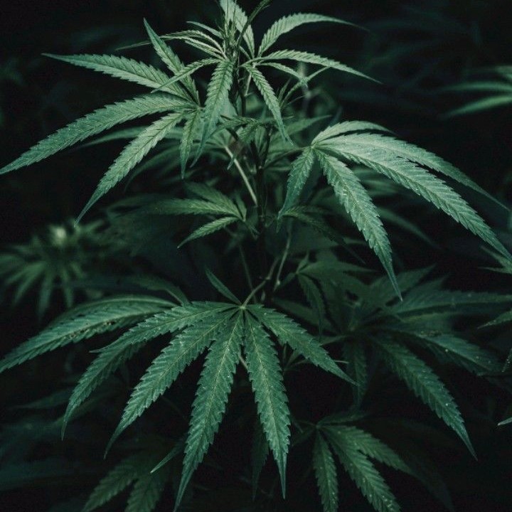 cannabis under microscope