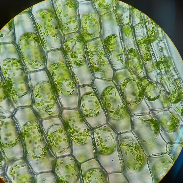 cannabis under microscope