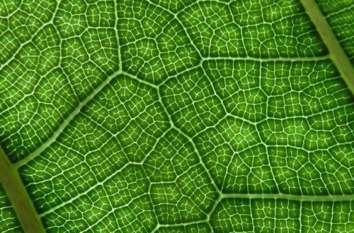 cannabis under microscope