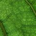 cannabis under microscope