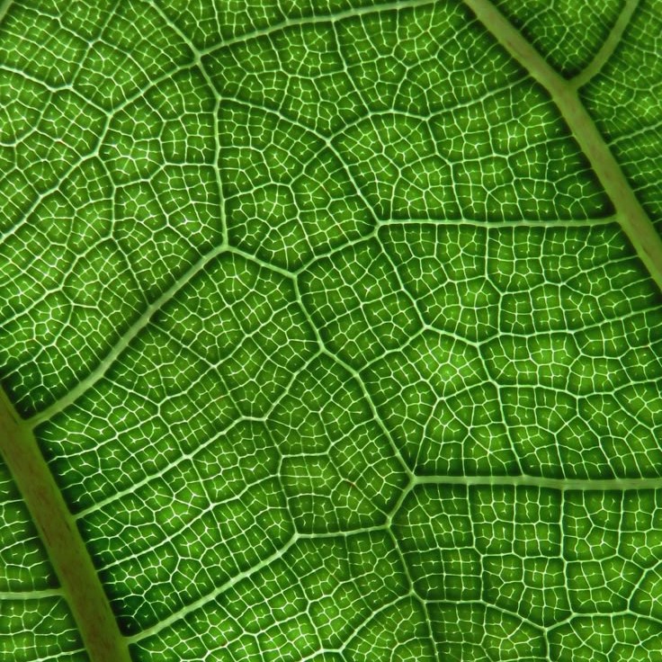 cannabis under microscope
