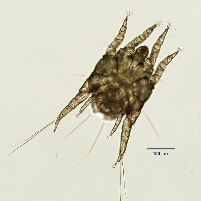 dog ear mites under microscope