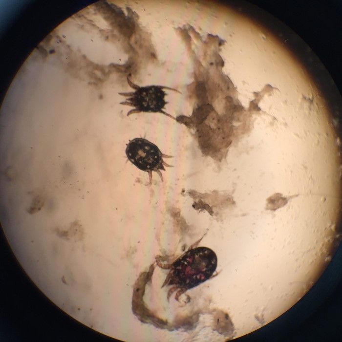 dog ear mites under microscope