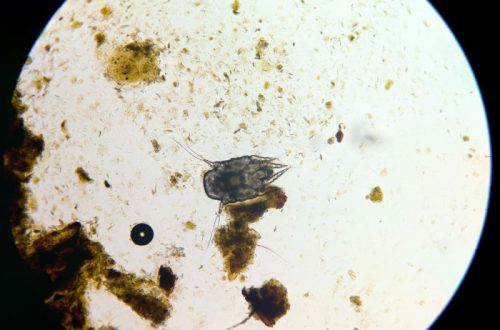 dog ear mites under microscope