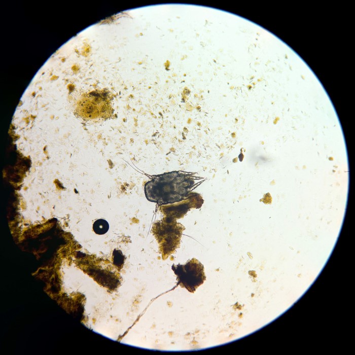 dog ear mites under microscope