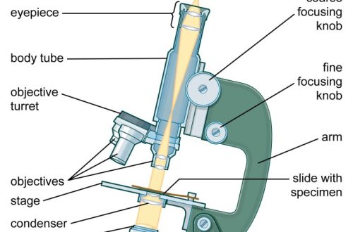 parts of a compound microscope