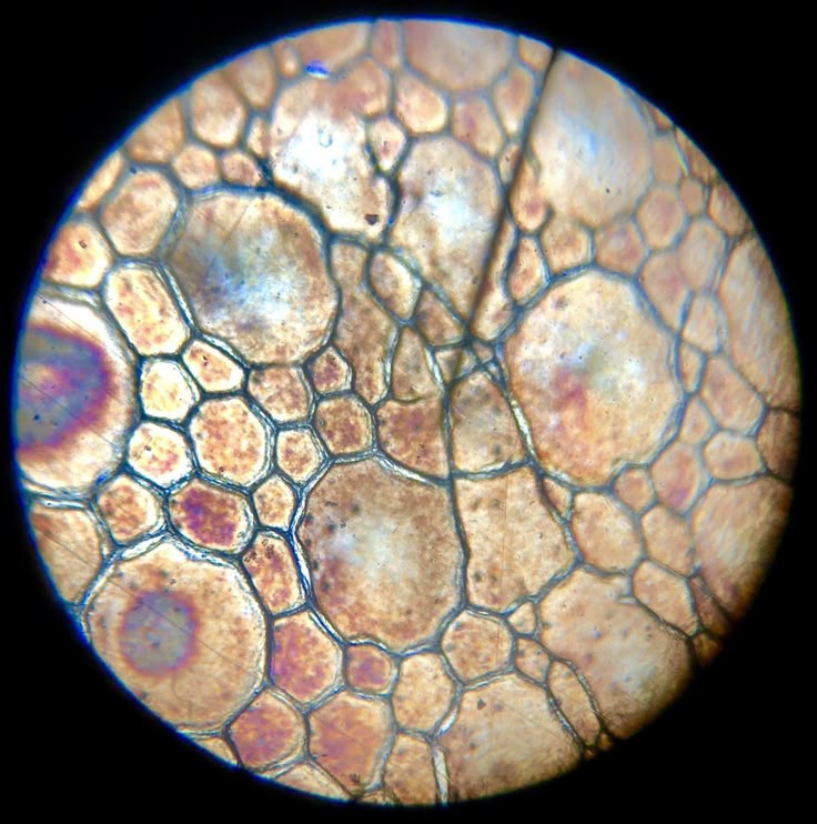 cell theory history