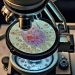 which was the first “cell” viewed by the light microscope?