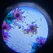what does a virus look like under a microscope