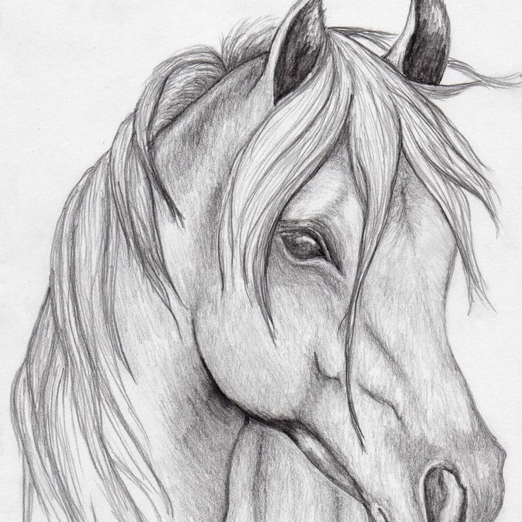 pencil horse drawing