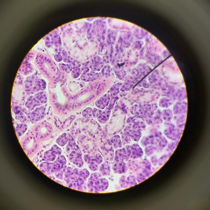 what does bacteria look like under a microscope
