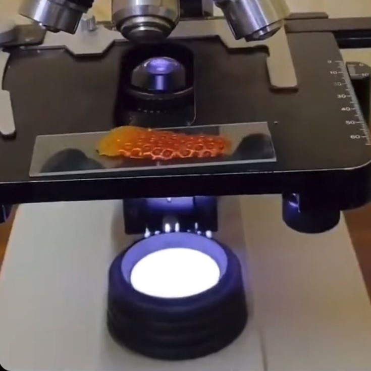 what does the diaphragm do on a microscope