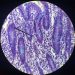 what does bacteria look like under a microscope