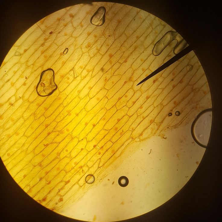 which was the first “cell” viewed by the light microscope?