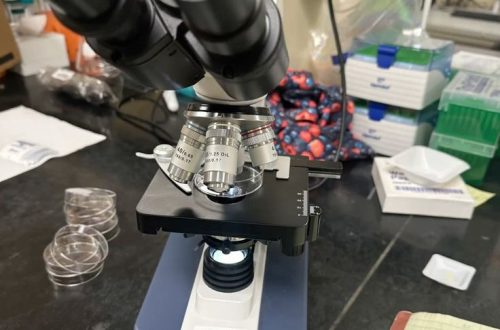 what is the function of the stage on a microscope