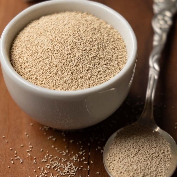 what does yeast look like under a microscope