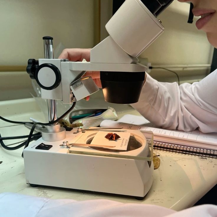 where are the focus controls on a microscope located