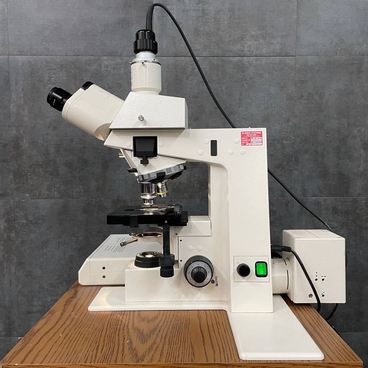 what does yeast look like under a microscope