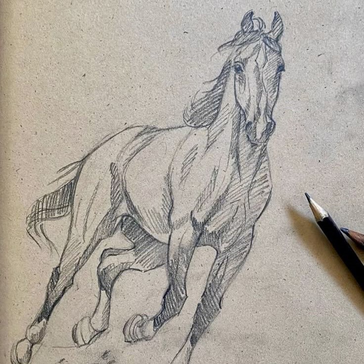 pencil horse drawing