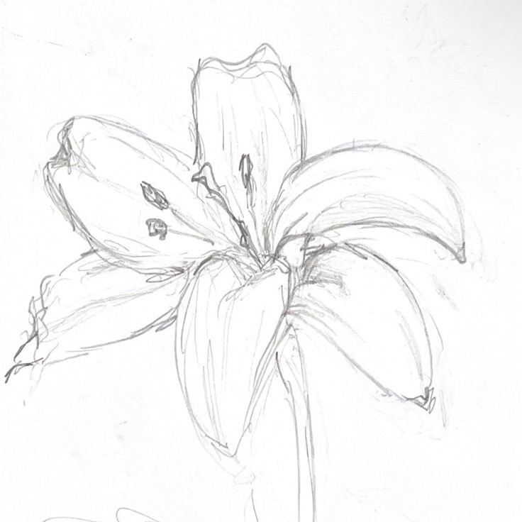 easy pencil flower drawing