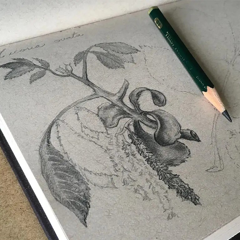 nature pencil drawing
