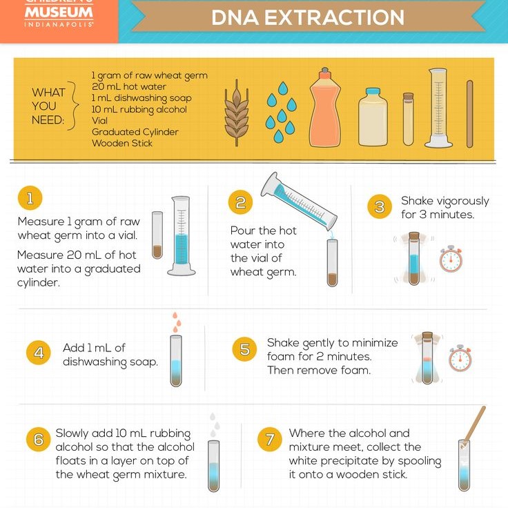 dna extraction steps