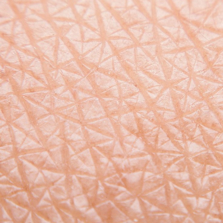 what does skin look like under a microscope