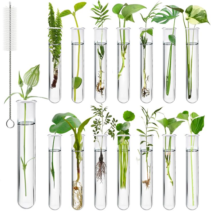 plastic test tube