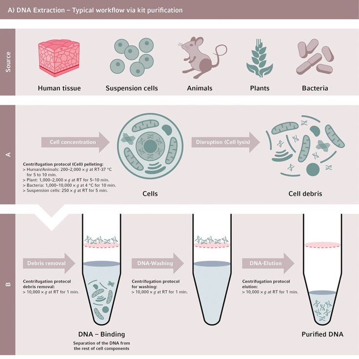 dna extraction steps