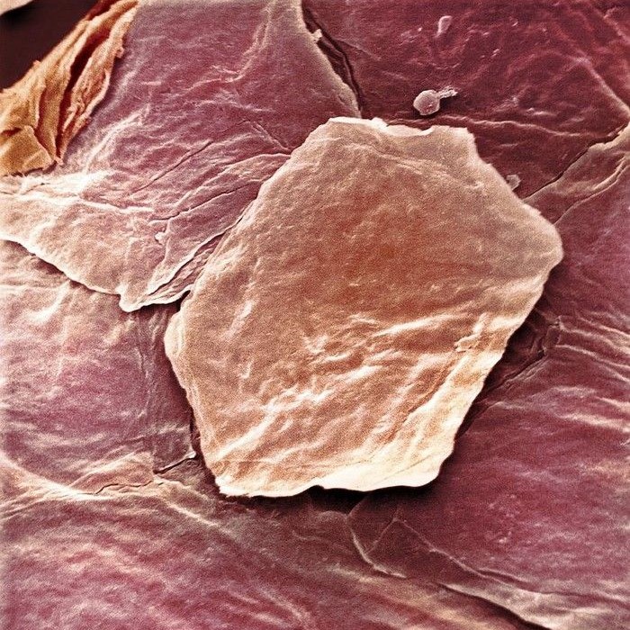 what does skin look like under a microscope